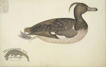 235 Swedish Birds . Anas Fuligula, Tufted Duck, Female